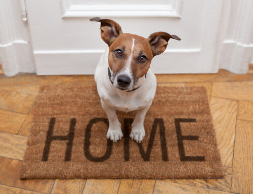 Mastering the Art of Pet-Friendly Cleaning in Indianapolis Homes